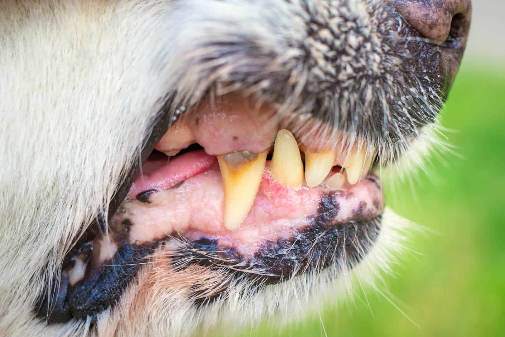 scary snarling dog showing teeth
